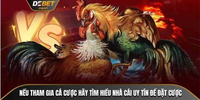 Cách Xem Trực Tiếp Đá Gà Trực Tuyến Cực Dễ Dàng Tại Debet 4 Nếu tham gia cá cược hãy tìm hiểu nhà cái uy tín để đặt cược
